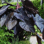 Black Elephant Ear Plants, Rare Colocasia Plant Live, Perennial Esculenta Taro Alocasia 4-8 Inch Tall, Indoor Outdoor Garden