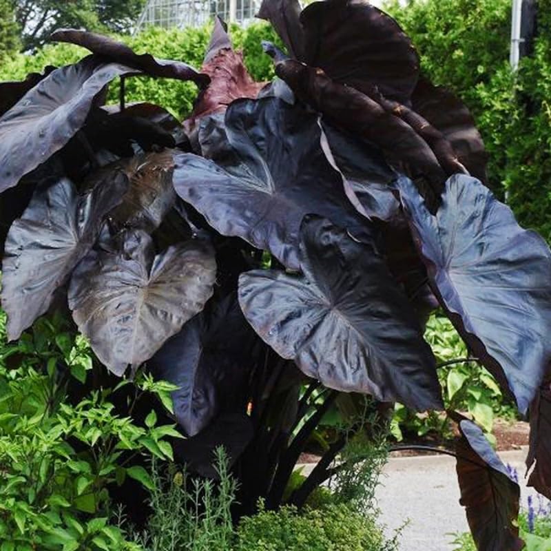 Black Elephant Ear Plants, Rare Colocasia Plant Live, Perennial Esculenta Taro Alocasia 4-8 Inch Tall, Indoor Outdoor Garden