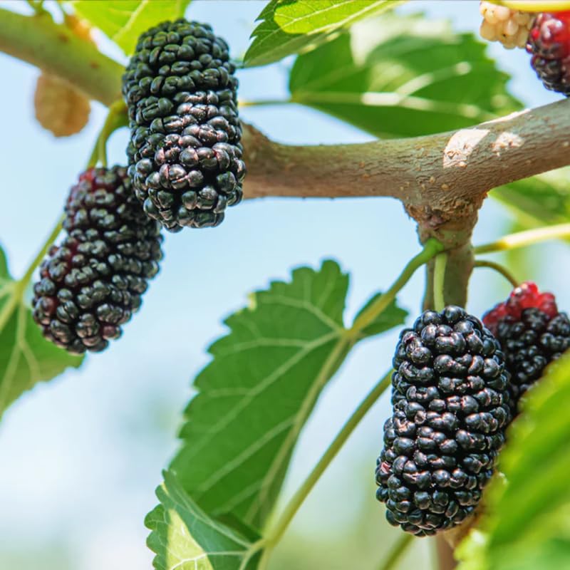 2 Mulberry Plants Live to Grow, 5-9 Inch Height, Sweet Mulberry Trees Live Seedlings, Edible Mulberries Fruit Plant to Grow Your Garden, No Pot (Illinois Everbearing Mulberry)