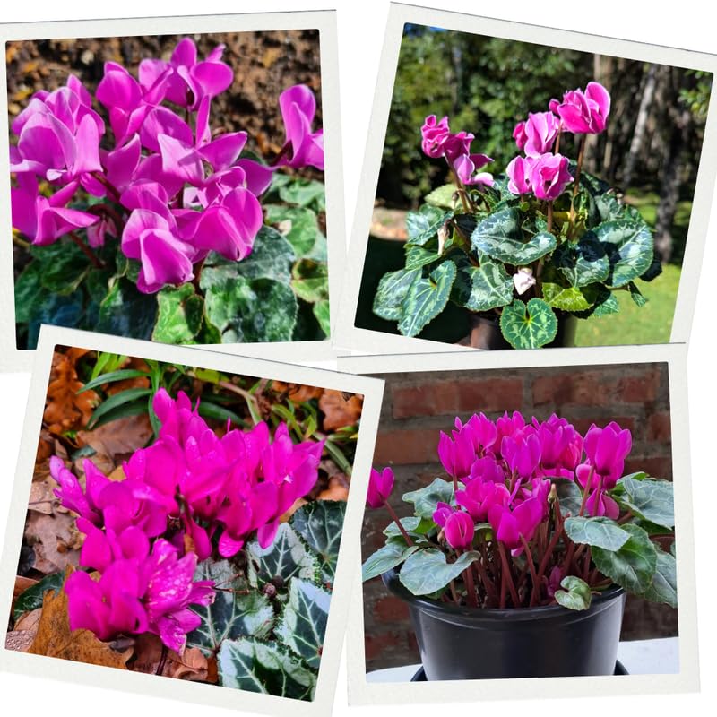 2 Pink Cyclamen Plants Live in 4" Pot, Already Bloom in Vibrant Color, Easy to Care for Indoor or Garden Flowering Houseplant