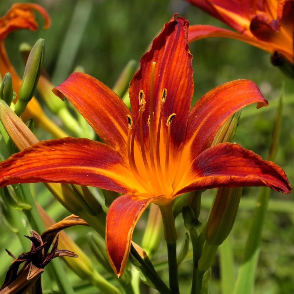 Pack 3 Daylily Bulbs for Planting, Hardy Perennial Flower with Vibrant Blooms, Reblooming Daylilies Bulbs for Garden Borders and Containers (Orange)