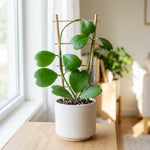 Kerrii Hoya Plant Live, 3-5 Inc Tall, Easy Care Succulent Houseplant, Kerrii Hoya Live Plant for Indoor Outdoor Growing