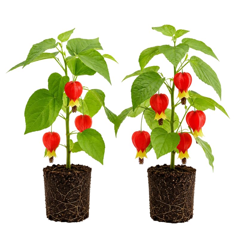2 Abutilon Lantern Plants Live, Red Abutilon Plants 2-5 Inches Plugs, Ornamental Plants for Garden, Patio Containers and Indoor Decor