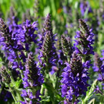 4 Fragrant Sage Salvia Live Plants, Planting in Spring Sage Plants Live, 5 to 10 Inches in Tall, Change Color (Blue-Purple)