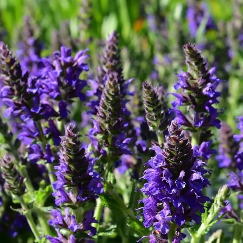 4 Fragrant Sage Salvia Live Plants, Planting in Spring Sage Plants Live, 5 to 10 Inches in Tall, Change Color (Blue-Purple)