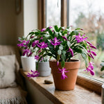 2 Purple Christmas Cactus Live Plants, Easy Care Houseplant, 4-7'' Tall