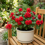 Impatiens Plant Live, Red Double Impatiens Plant, 4-8 Inches Tall, Vibrant Perennial Flowers for Containers, Hanging Baskets and Garden Borders