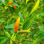 Red Pepper Plants Live, Hot Pepper Seedling from 4 to 7 Inches Tall, Easy for Planting Year-Round, 2 Plant Per Pot, Zones 9-11