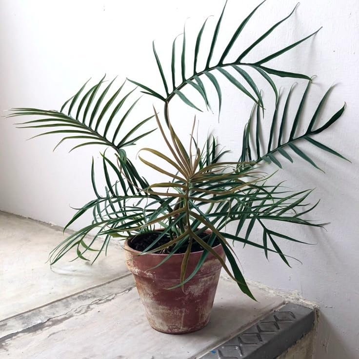 Variegated Philodendron Live Plant, Rare Indoor Houseplant Live Well Rooted 5-7 Inches, Container Growing, Home Office Decor (Tortum Philodendron)