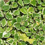 Pack 2 Swedish Ivy Plants Live Indoors in One Pot, Plectranthus Swedish Ivy House Plants, Live Swedish Ivy Vine, 4-6" Tall (Variegated Swedish Ivy)