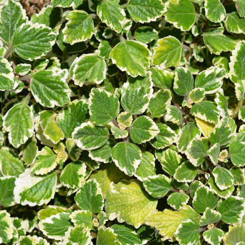 2 Swedish Ivy Plants Live Indoors to Grow Starter Plants, Plectranthus Australis Swedish Ivy House Plants, Live Swedish Ivy Vine Creeping Charlie, 4-6" Tall (Variegated Swedish Ivy)