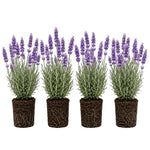 4 Provence Lavender Plants Live, Fragrant Lavender Herb for Garden, Patio Containers and Indoor Décor, 4-7 Inches Tall