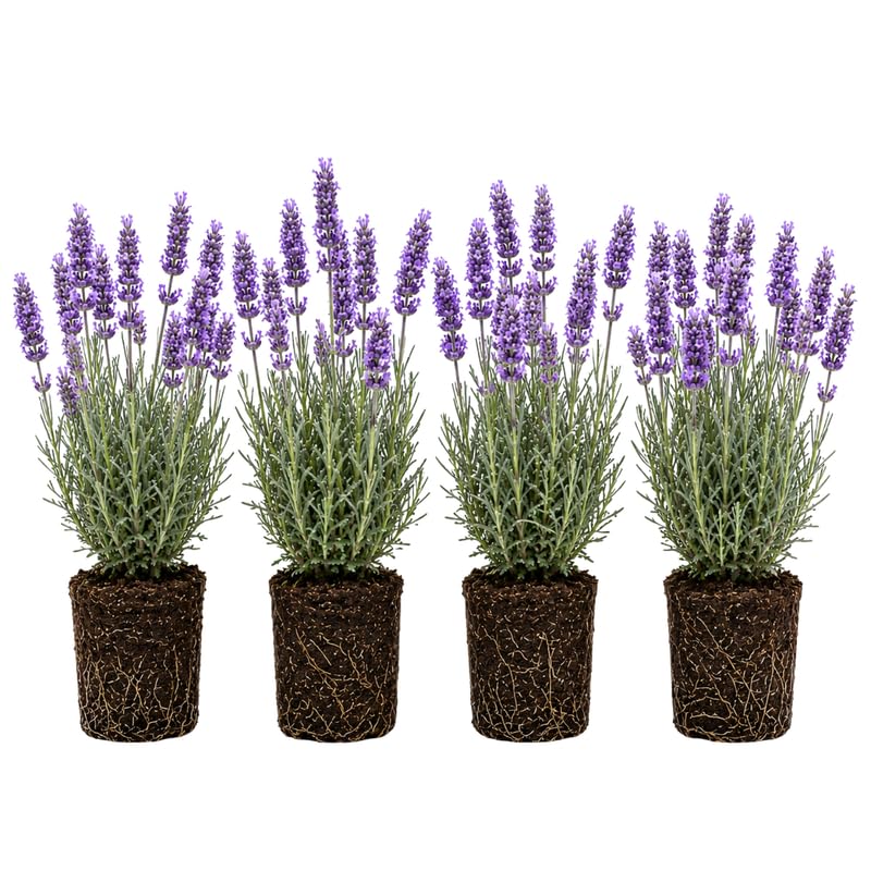 4 Provence Lavender Plants Live, Fragrant Lavender Herb for Garden, Patio Containers and Indoor Décor, 4-7 Inches Tall