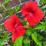 2 Red Hibiscus Tree Live Plant, Hardy Hibiscus Plants Live, 8 to 11 Inches, Hibiscus Shrub Tree for Garden