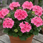 Pink Geranium Plant - 4 Inch Pot, Live Vibrant Geranium Plant, 4-6" Tall Well Rooted Geraniums Starter Plant for Colorful Patio and Garden Flower