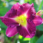 Pack 3 Purple Daylily Bulbs for Planting, Hardy Perennial Flower with Vibrant Blooms, Reblooming Daylilies Bulbs for Garden Borders and Containers