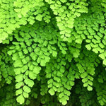 Maidenhair Fern Plant Live, Live Fern Plant, 3.5 Inc Potted, Fern Plant Pot, Fern Plant Live for Gardening Outdoor Indoor