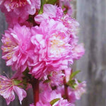 Flowering Almond Plant Tree Live, Flowering Plum Bush Live Ornamental Plant Double Pink Flower, 7 to 12 Inc Tall, Quart Potted