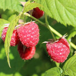 2 Raspberry Plants Live Seedlings, 5 to 9 Inch Tall, Raspberry Bush Live Plants, No Pot, Sweet Raspberries Fruit Trees Live Plants (Red Raspberry)