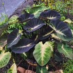 Combo 3 Yellow Green Colocasia Live Plants, Elephant Ear Esculenta Taro, 5 to 8" in Tall, Alocasia Live Plant for Planting, Live Houseplant Colocasia Plant