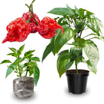 Set 6 Hot Pepper Live Plants, 90 Days Old Live Pepper Chili Plant for Spring Planting (Carolina Reaper)