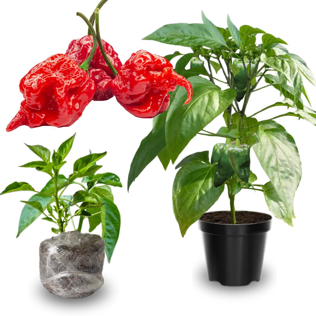 Set 6 Hot Pepper Live Plants, 90 Days Old Live Pepper Chili Plant for Spring Planting (Carolina Reaper)