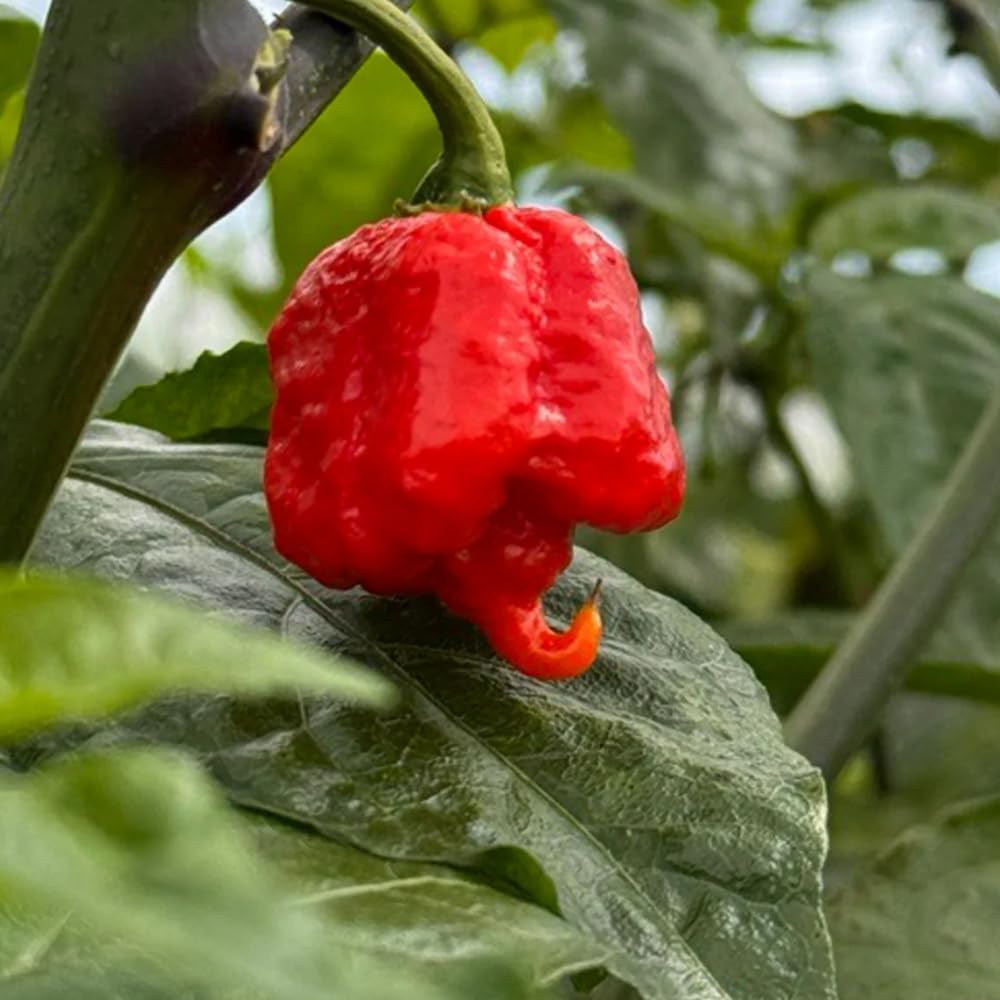 Set 6 Hot Pepper Live Plants, 90 Days Old Live Pepper Chili Plant for Spring Planting (Carolina Reaper)