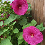 Hardy Hibiscus Plant Live, Pink Hibiscus Tree Live Plant, 5 to 7 Inches Tall Live Plant, Perennial Hibiscus Flower Planting