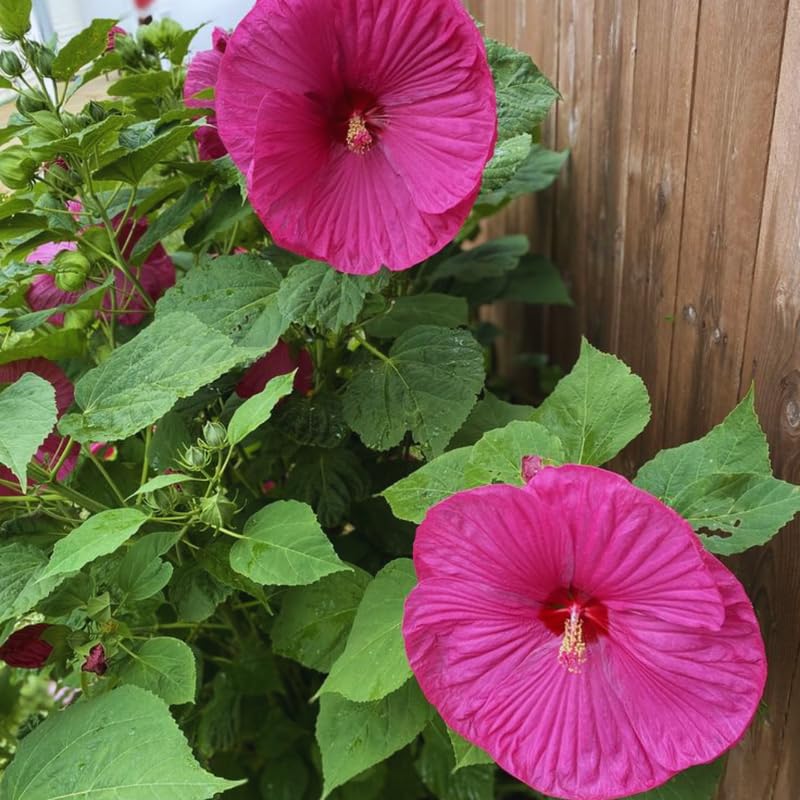 Hardy Hibiscus Plant Live, Pink Hibiscus Tree Live Plant, 5 to 7 Inches Tall Live Plant, Perennial Hibiscus Flower Planting