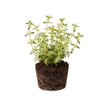 Variegated Lemon Live Plant 4 Inch Tall, Fragrant Green Lemon Thyme, Herb Plant for Indoor or Outdoor Growing