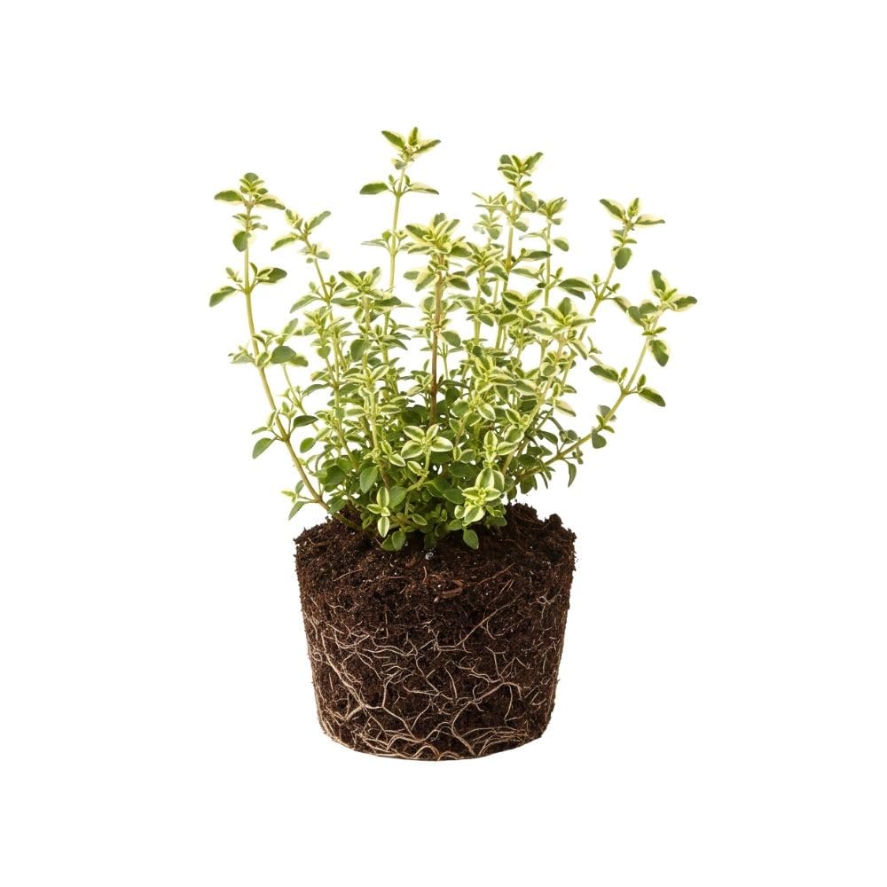 Variegated Lemon Live Plant 4 Inch Tall, Fragrant Green Lemon Thyme, Herb Plant for Indoor or Outdoor Growing
