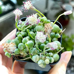 Variegated String of Pearls Plant Live, Rare Succulent Trailing Vine in Pot, Indoor Houseplant