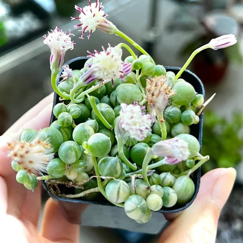 Variegated String of Pearls Plant Live, Rare Succulent Trailing Vine in Pot, Indoor Houseplant