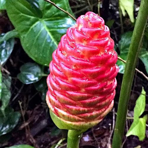 10 Awapuhi Shampoo Ginger Roots for Planting, Zingiber Zerumbet Ginger Rhizomes, Live Ginger Lily Flowers Perennial Garden