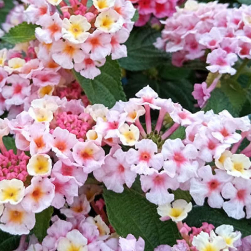 3 Trailing Lantana Plants Live, 5 to 7 Inc Tall, Rose Lantana Live Plants for Planting Outdoors Flower Gardening