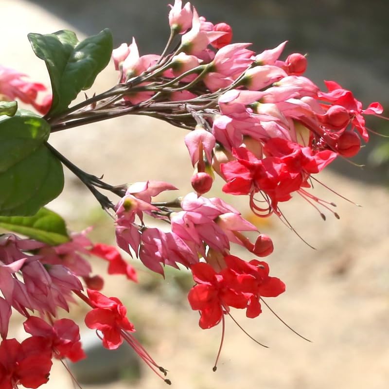 Clerodendrum Plants Live Well-Rooted for Outdoor Planting, Red Purple Clerodendrum Thomsoniae Bleeding Heart Tropical Live Plant, 5"-9" in Tall