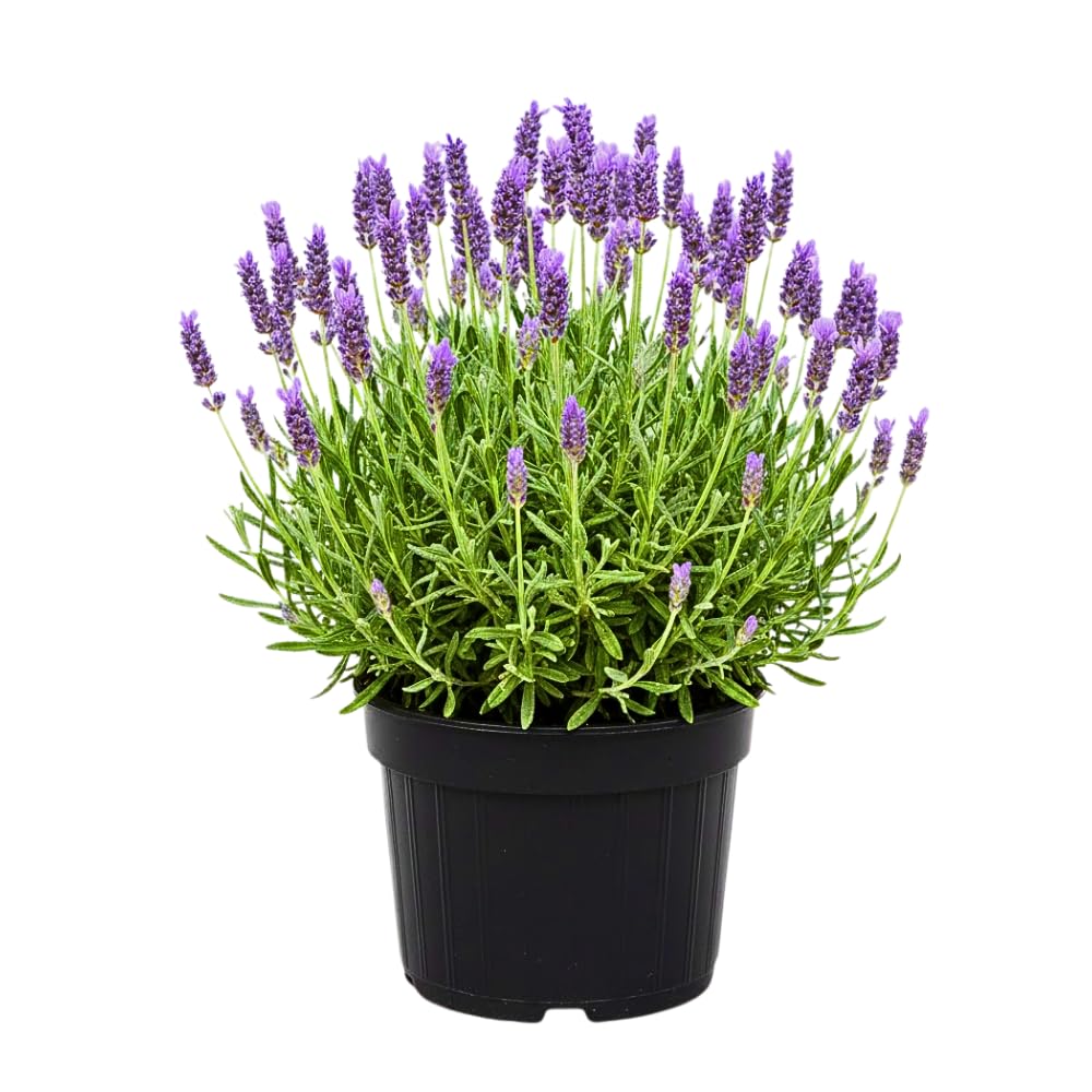 Lavender Live Plant, Lavender Plants, Perennial Purple Flowers, 4-7 inches in Height, 4 inch Pot for Planting