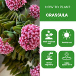 Crassula Plant Live, Crassula Succulent Plant, Pink Flower, Trailing Plants for Indoor Planting