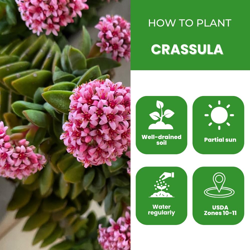 Crassula Plant Live, Crassula Succulent Plant, Pink Flower, Trailing Plants for Indoor Planting