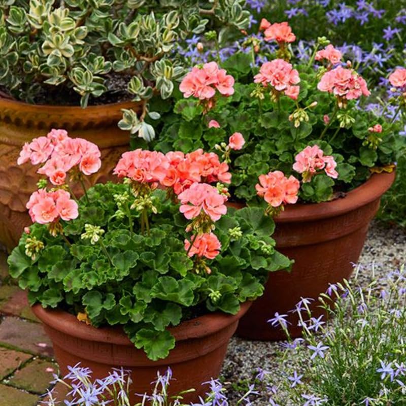 Salmon Geranium Live Plant 4'' Pot, Flowering Geranium Well Rooted 3-6'' Tall, Outdoor Patio, Balcony or Container Garden Plants, 2 Plants per Pot