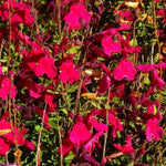 4 Fragrant Sage Salvia Live Plants, Planting in Spring Sage Plants Live, 5 to 10 Inches in Tall, Change Color (Red, Hot Lips Like)