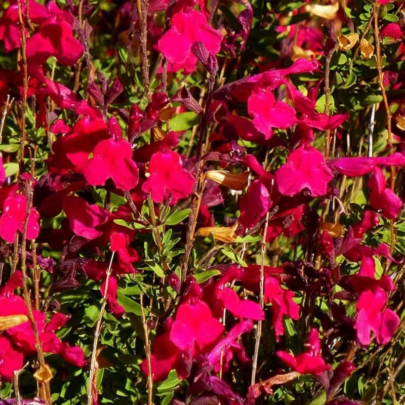 4 Fragrant Sage Salvia Live Plants, Planting in Spring Sage Plants Live, 5 to 10 Inches in Tall, Change Color (Red, Hot Lips Like)