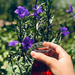 2 Purple Mexican Petunia Live Plants, Hardy Mexican Petunia Bush Cold Hardy, Starter Size 5-10 Inches in Tall, No Pot