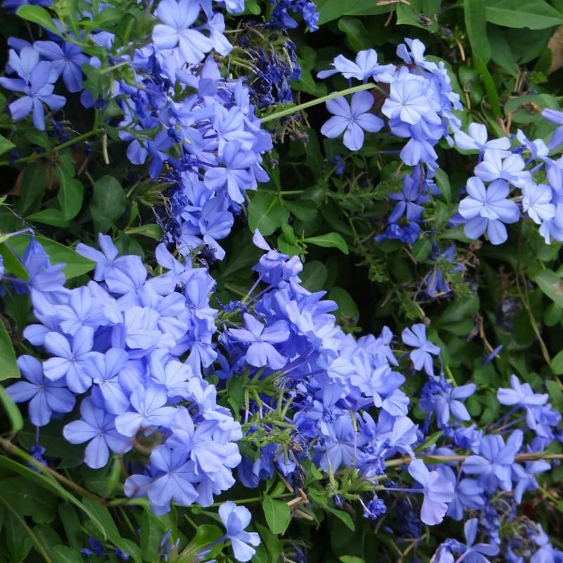 Set 5 Blue Plumbago Plants Cuttings, 8-10 Inches Tall Flower Plumbago Vine Plant Cutting for Planting, Unrooted