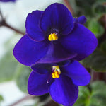 African Violets Live Plants Houseplants, Dark Blue African Violet Flower 4 Inches Pot, Live African Violet Plant Indoor Ready to Grow Your Garden