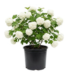Snowball Plant Live 7-12 Inch Tall, Snowball Bush Live Shrub 4 Inch Pot, Viburnum Flowering Plant for Outdoor Garden, No Pot