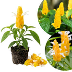 Yellow Shrimp Plants Live, Shrimp Plant, Tropical Flowering Plant for Containers, Patios and Landscapes, Full Rooted from 4-6 Inches Tall