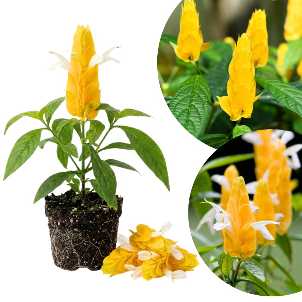 Yellow Shrimp Plants Live, Shrimp Plant, Tropical Flowering Plant for Containers, Patios and Landscapes, Full Rooted from 4-6 Inches Tall
