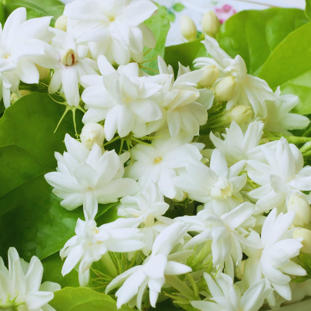2 Packs of Jasmine Plant Indoor Live, Maid of Orleans Sambac Jasmine Flower Plant