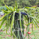 Dragon Fruit Plant Live, Red Dragon Fruit Plant Pot, 3 Gallon Pot, Live Dragon Fruit Plant, 2 to 3 Feet Tall, Dragon Fruit Live Plant, Sweet Fruit Plant